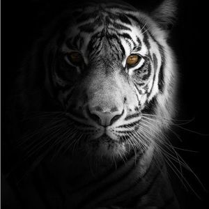 Meet your Posher, Larry